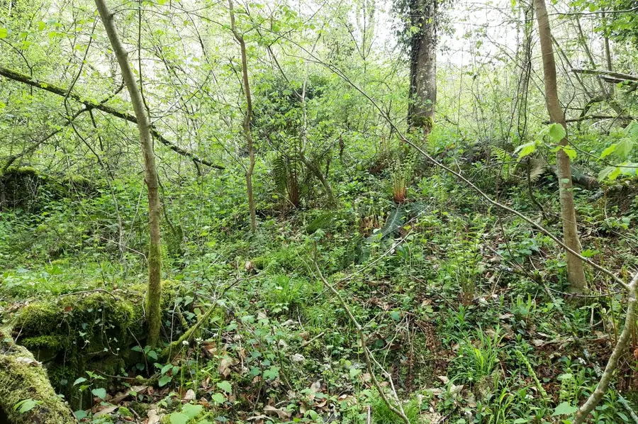 Sous-bois verdoyant de la forêt qui entoure le lieu