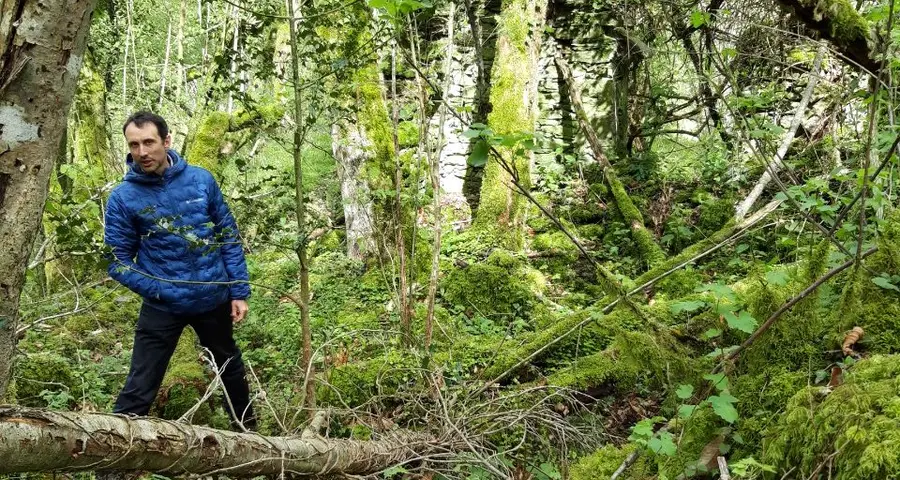 Un homme marche dans une forêt de mousse, de fougères et d'arbres tombés