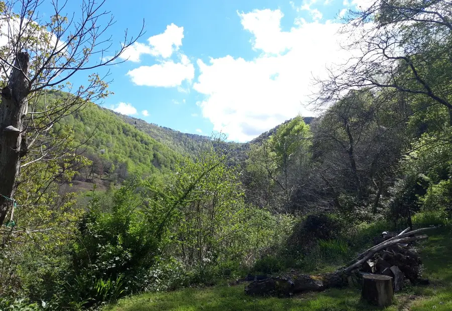 Le vallon boisé qui entoure le lieu, un jour de printemps